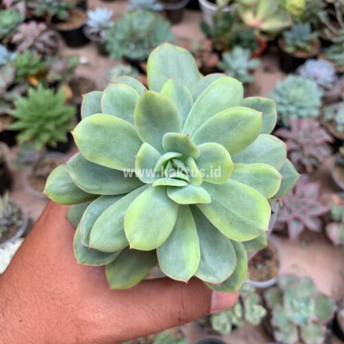 Echeveria Lemon Splash, real gallery image #2 plants. Picture taken directly from kaktus.id community Echeveria farmer green houses.