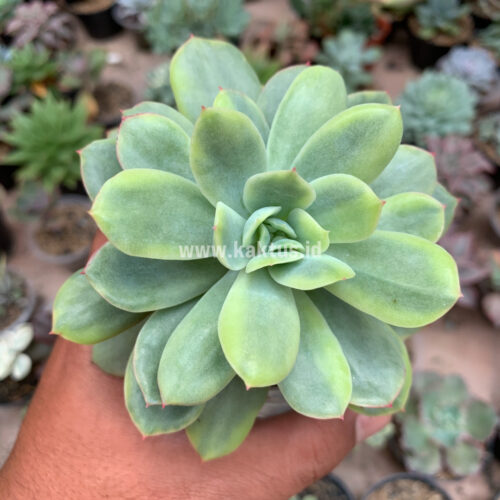 Echeveria Lemon Splash, real gallery image #6 plants. Picture taken directly from kaktus.id community Echeveria farmer green houses.