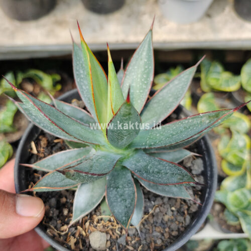 Agave Burn Burgundy, real gallery image #2 plants. Picture taken directly from kaktus.id community Agave farmer green houses.