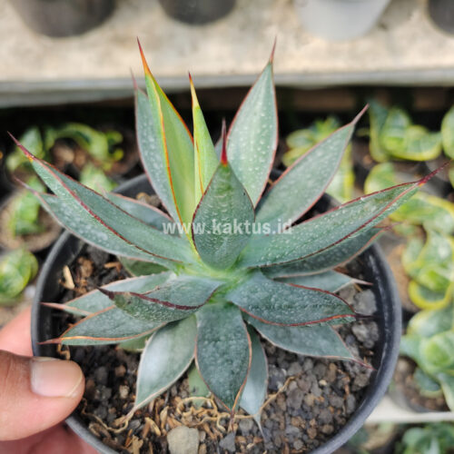 Agave Burn Burgundy, real gallery image #3 plants. Picture taken directly from kaktus.id community Agave farmer green houses.