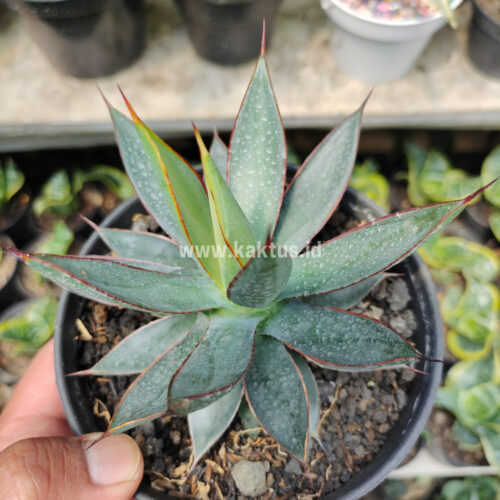 Agave Burn Burgundy, real gallery image #4 plants. Picture taken directly from kaktus.id community Agave farmer green houses.