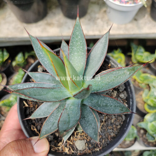 Agave Burn Burgundy, real gallery image #5 plants. Picture taken directly from kaktus.id community Agave farmer green houses.