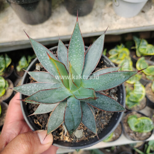 Agave Burn Burgundy, real gallery image #1 plants. Picture taken directly from kaktus.id community Agave farmer green houses.