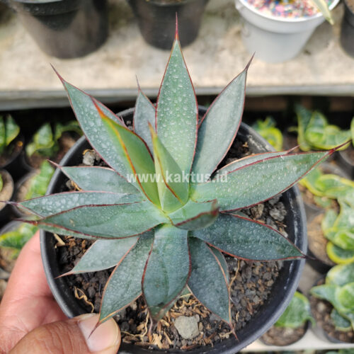 Agave Burn Burgundy, real gallery image #6 plants. Picture taken directly from kaktus.id community Agave farmer green houses.