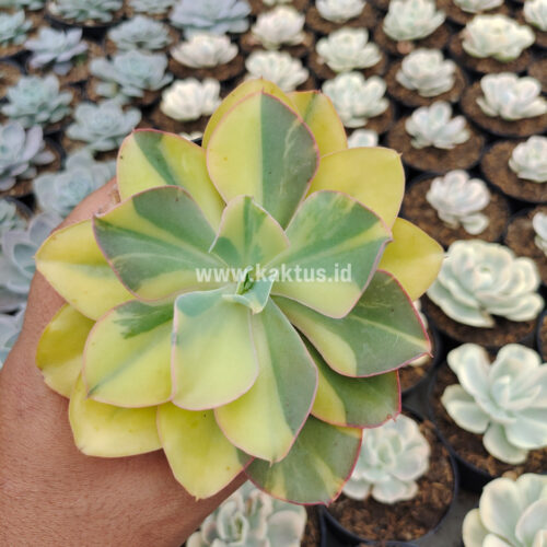 Echeveria Shaviana Curly Variegated / Echeveria Can Can Variegated, real gallery image #33 plants. Picture taken directly from kaktus.id community Echeveria farmer green houses.