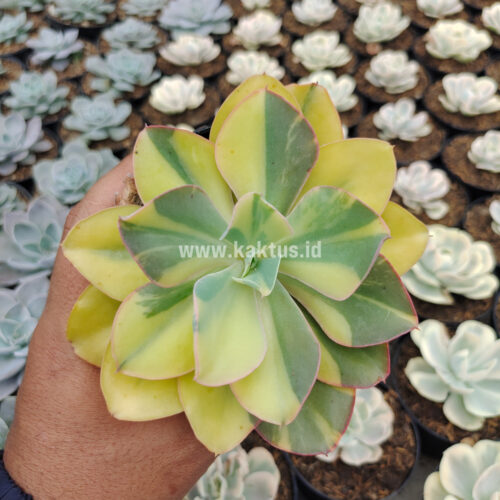 Echeveria Shaviana Curly Variegated / Echeveria Can Can Variegated, real gallery image #32 plants. Picture taken directly from kaktus.id community Echeveria farmer green houses.