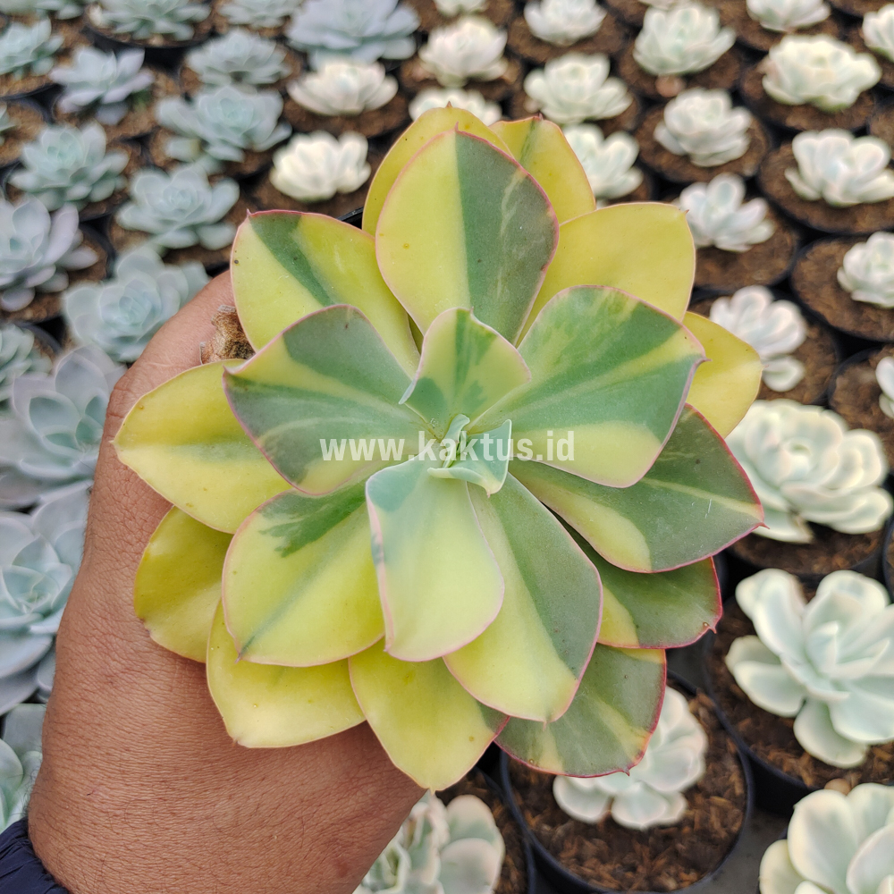 kaktus.id