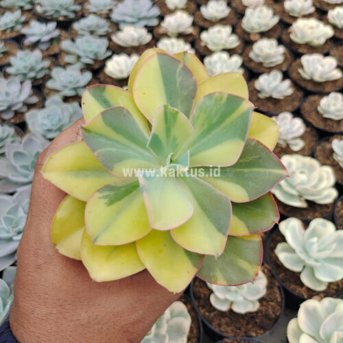 Echeveria Shaviana Curly Variegated / Echeveria Can Can Variegated, real gallery image #31 plants. Picture taken directly from kaktus.id community Echeveria farmer green houses.