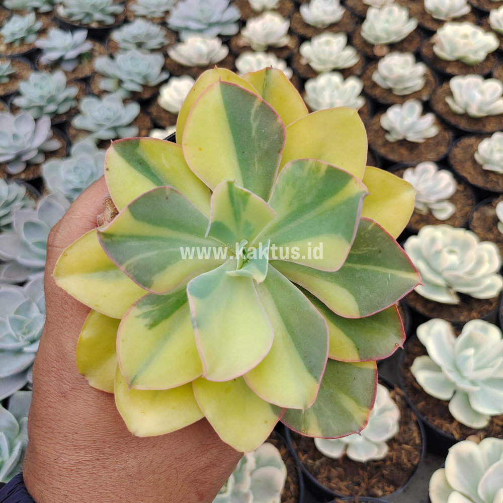 kaktus.id