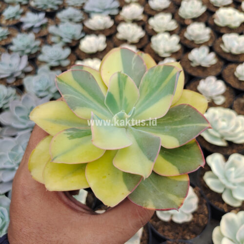 Echeveria Shaviana Curly Variegated / Echeveria Can Can Variegated, real gallery image #30 plants. Picture taken directly from kaktus.id community Echeveria farmer green houses.
