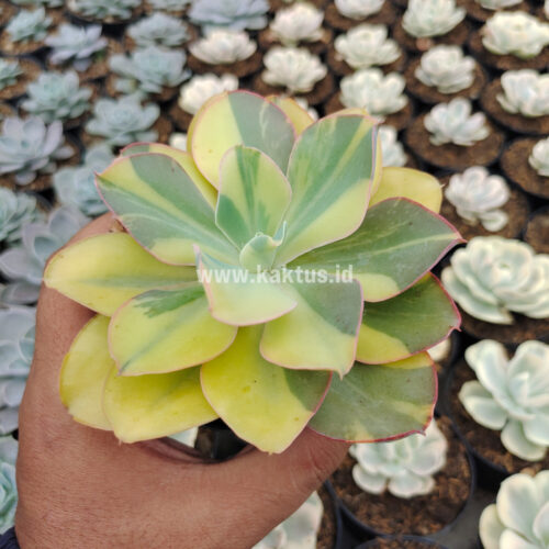 Echeveria Shaviana Curly Variegated / Echeveria Can Can Variegated, real gallery image #28 plants. Picture taken directly from kaktus.id community Echeveria farmer green houses.