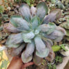 Echeveria Paul Bunyan Size 20 Cm, real gallery image #2 plants. Picture taken directly from kaktus.id community Echeveria farmer green houses.