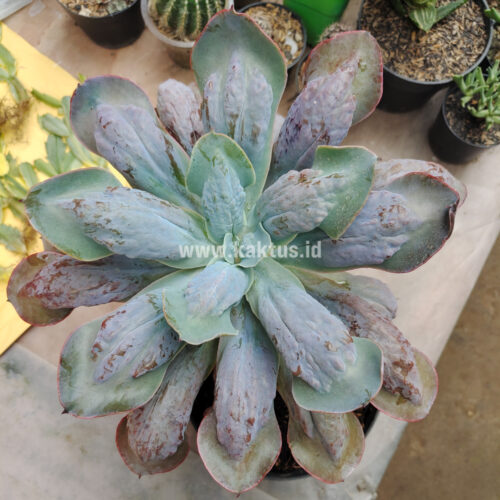 Echeveria Paul Bunyan Size 20 Cm, real gallery image #3 plants. Picture taken directly from kaktus.id community Echeveria farmer green houses.