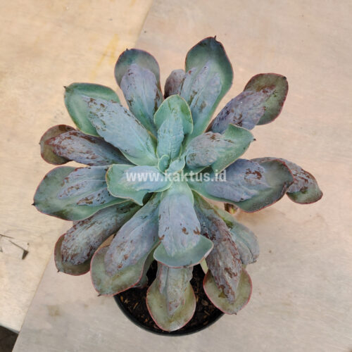 Echeveria Paul Bunyan Size 20 Cm, real gallery image #4 plants. Picture taken directly from kaktus.id community Echeveria farmer green houses.