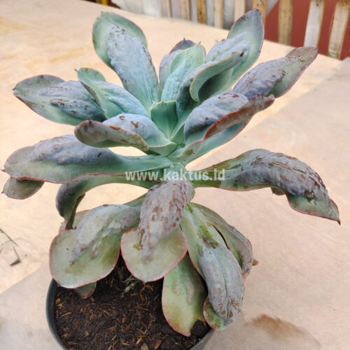 Echeveria Paul Bunyan Size 20 Cm, real gallery image #1 plants. Picture taken directly from kaktus.id community Echeveria farmer green houses.