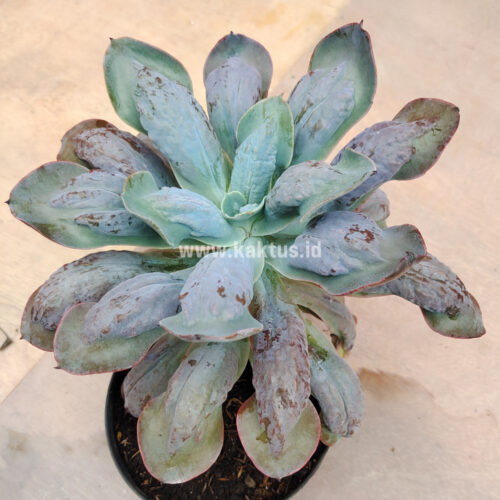 Echeveria Paul Bunyan Size 20 Cm, real gallery image #5 plants. Picture taken directly from kaktus.id community Echeveria farmer green houses.