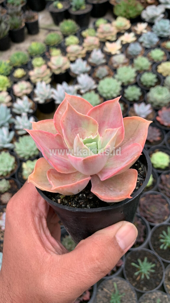 kaktus.id