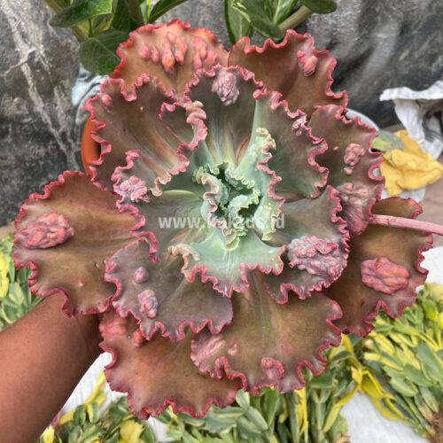 Echeveria Mauna Loa Size 15 Cm, real gallery image #9 plants. Picture taken directly from kaktus.id community Echeveria farmer green houses.