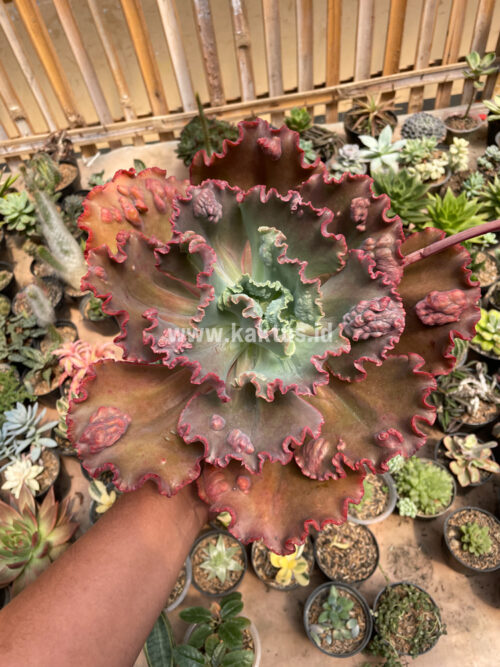 Echeveria Mauna Loa Size 15 Cm, real gallery image #4 plants. Picture taken directly from kaktus.id community Echeveria farmer green houses.