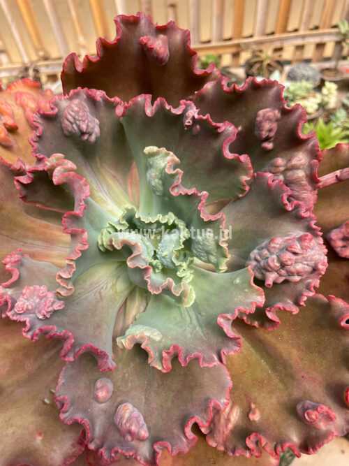 Echeveria Mauna Loa Size 15 Cm, real gallery image #24 plants. Picture taken directly from kaktus.id community Echeveria farmer green houses.