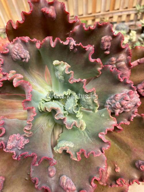 Echeveria Mauna Loa Size 15 Cm, real gallery image #25 plants. Picture taken directly from kaktus.id community Echeveria farmer green houses.