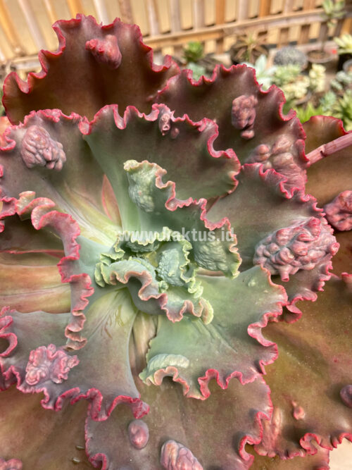 Echeveria Mauna Loa Size 15 Cm, real gallery image #3 plants. Picture taken directly from kaktus.id community Echeveria farmer green houses.