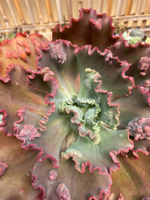 Echeveria Mauna Loa Size 15 Cm, real gallery image #26 plants. Picture taken directly from kaktus.id community Echeveria farmer green houses.
