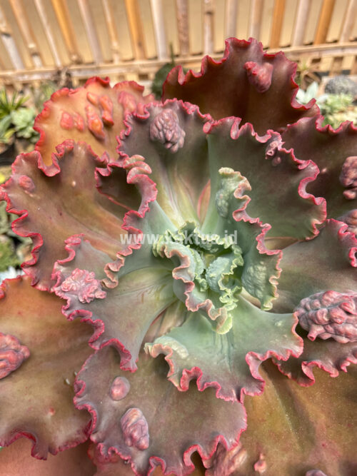 Echeveria Mauna Loa Size 15 Cm, real gallery image #27 plants. Picture taken directly from kaktus.id community Echeveria farmer green houses.