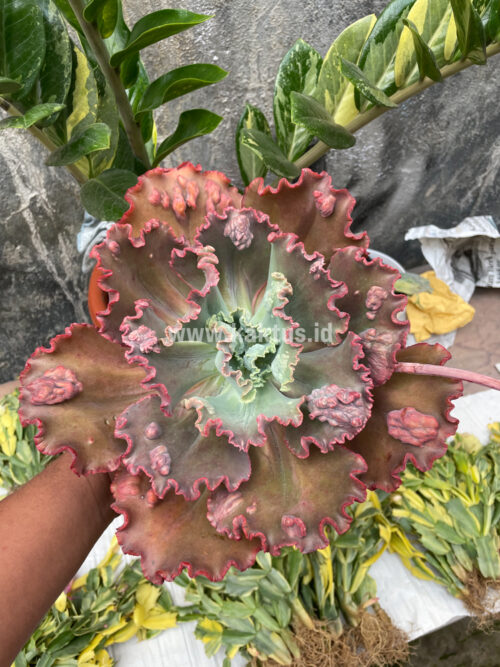 Echeveria Mauna Loa Size 15 Cm, real gallery image #14 plants. Picture taken directly from kaktus.id community Echeveria farmer green houses.