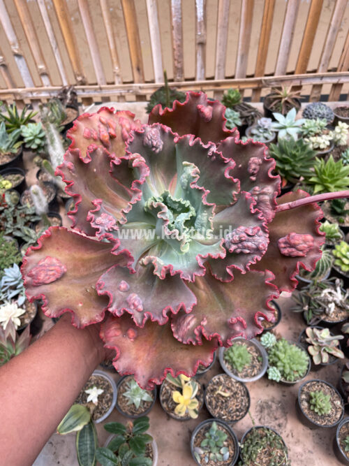 Echeveria Mauna Loa Size 15 Cm, real gallery image #15 plants. Picture taken directly from kaktus.id community Echeveria farmer green houses.