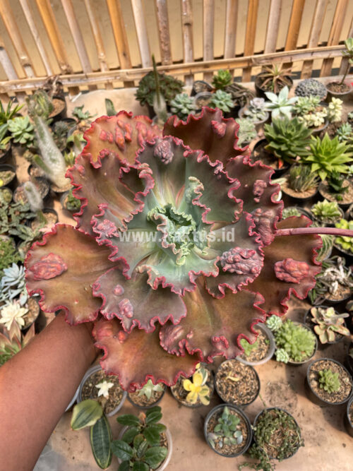 Echeveria Mauna Loa Size 15 Cm, real gallery image #16 plants. Picture taken directly from kaktus.id community Echeveria farmer green houses.