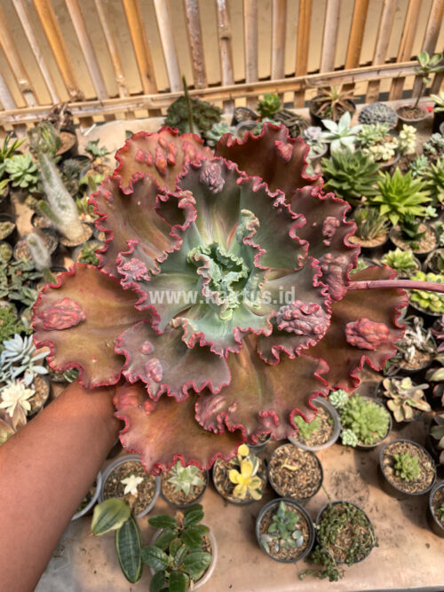 Echeveria Mauna Loa Size 15 Cm, real gallery image #17 plants. Picture taken directly from kaktus.id community Echeveria farmer green houses.