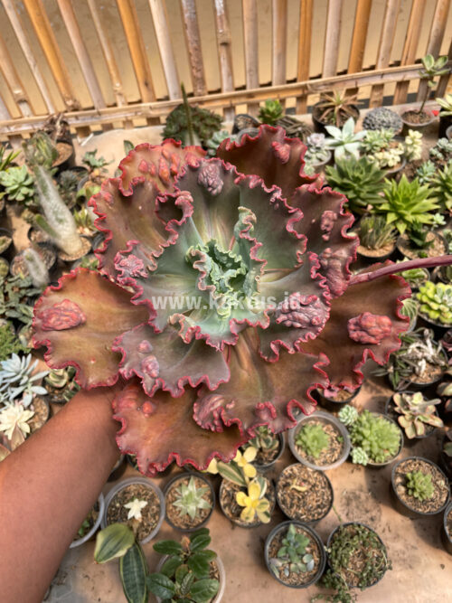 Echeveria Mauna Loa Size 15 Cm, real gallery image #19 plants. Picture taken directly from kaktus.id community Echeveria farmer green houses.