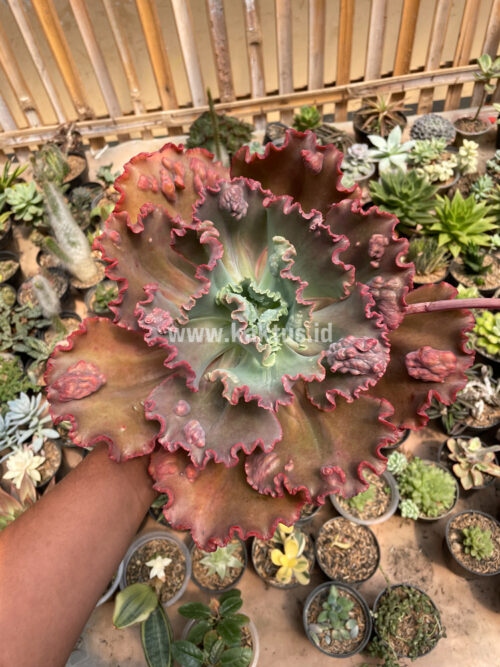 Echeveria Mauna Loa Size 15 Cm, real gallery image #20 plants. Picture taken directly from kaktus.id community Echeveria farmer green houses.