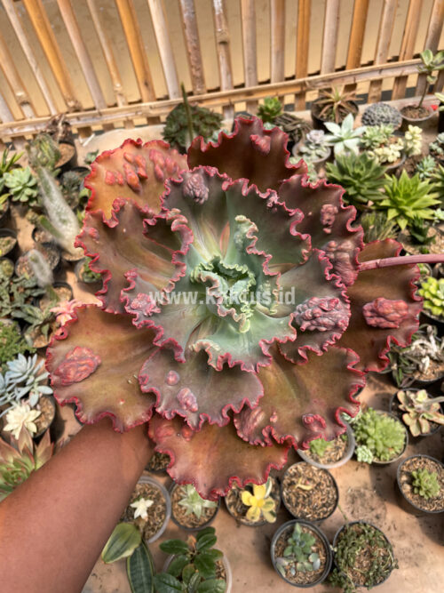Echeveria Mauna Loa Size 15 Cm, real gallery image #22 plants. Picture taken directly from kaktus.id community Echeveria farmer green houses.