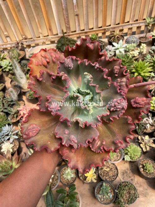 Echeveria Mauna Loa Size 15 Cm, real gallery image #23 plants. Picture taken directly from kaktus.id community Echeveria farmer green houses.
