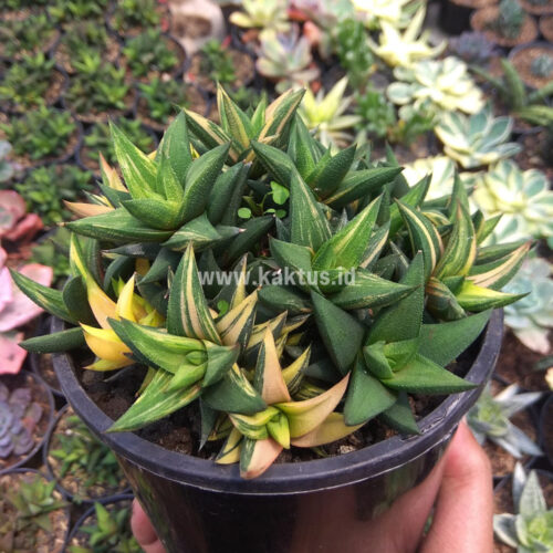 Haworthia Glabarata Cluster Variegated, real gallery image #4 plants. Picture taken directly from kaktus.id community Haworthia farmer green houses.