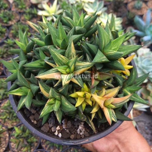 Haworthia Glabarata Cluster Variegated, real gallery image #3 plants. Picture taken directly from kaktus.id community Haworthia farmer green houses.