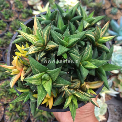 Haworthia Glabarata Cluster Variegated, real gallery image #5 plants. Picture taken directly from kaktus.id community Haworthia farmer green houses.