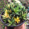 Haworthia Glabarata Cluster Variegated, real gallery image #2 plants. Picture taken directly from kaktus.id community Haworthia farmer green houses.