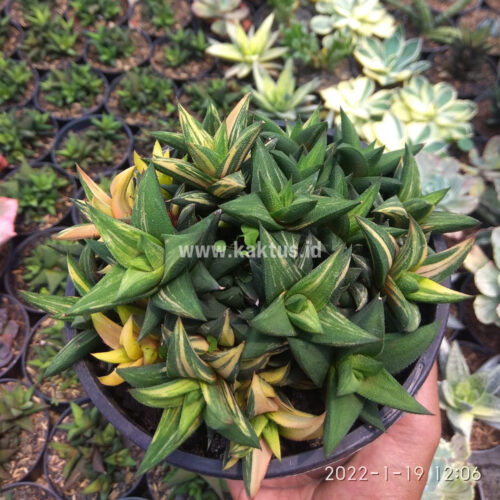 Haworthia Glabarata Cluster Variegated, real gallery image #1 plants. Picture taken directly from kaktus.id community Haworthia farmer green houses.