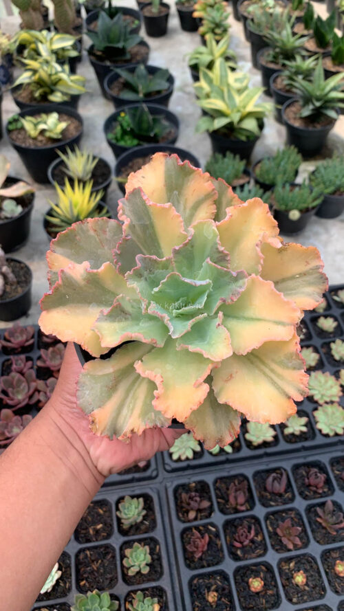 Echeveria Chantilly Variegated, real gallery image #11 plants. Picture taken directly from kaktus.id community Echeveria farmer green houses.