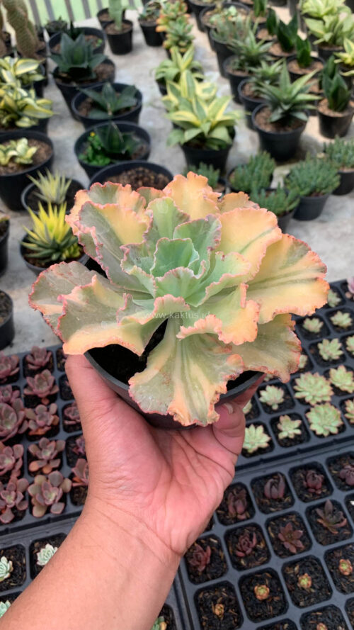 Echeveria Chantilly Variegated, real gallery image #14 plants. Picture taken directly from kaktus.id community Echeveria farmer green houses.