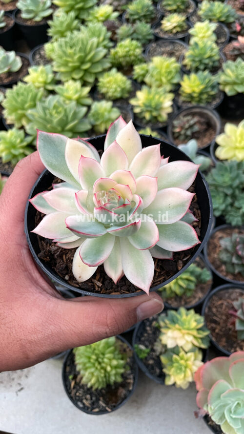 Echeveria Pulidonis White Variegated, real gallery image #26 plants. Picture taken directly from kaktus.id community Echeveria farmer green houses.