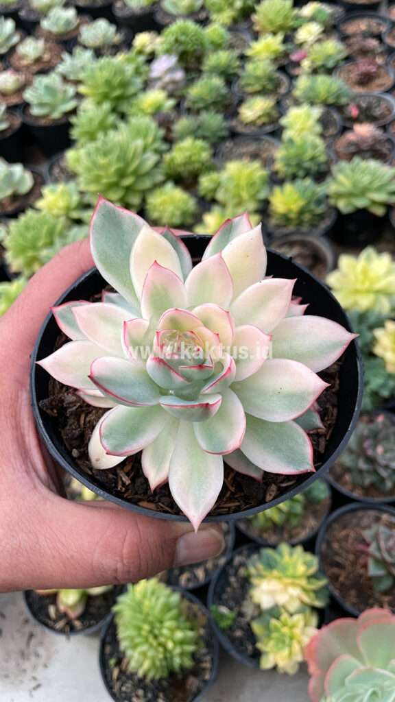 kaktus.id