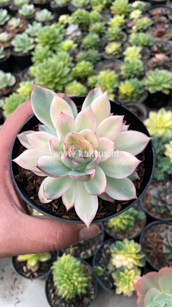 kaktus.id