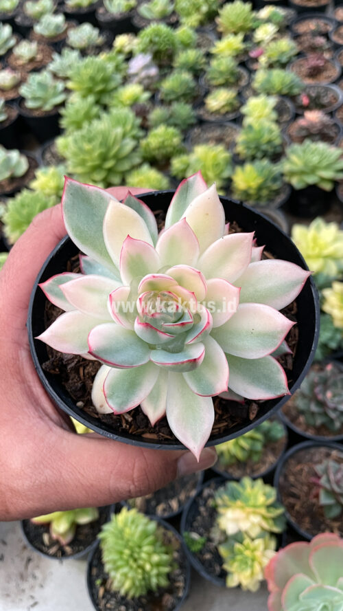Echeveria Pulidonis White Variegated, real gallery image #16 plants. Picture taken directly from kaktus.id community Echeveria farmer green houses.