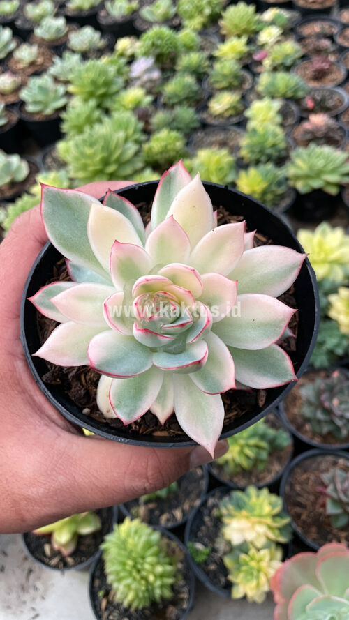 Echeveria Pulidonis White Variegated, real gallery image #15 plants. Picture taken directly from kaktus.id community Echeveria farmer green houses.