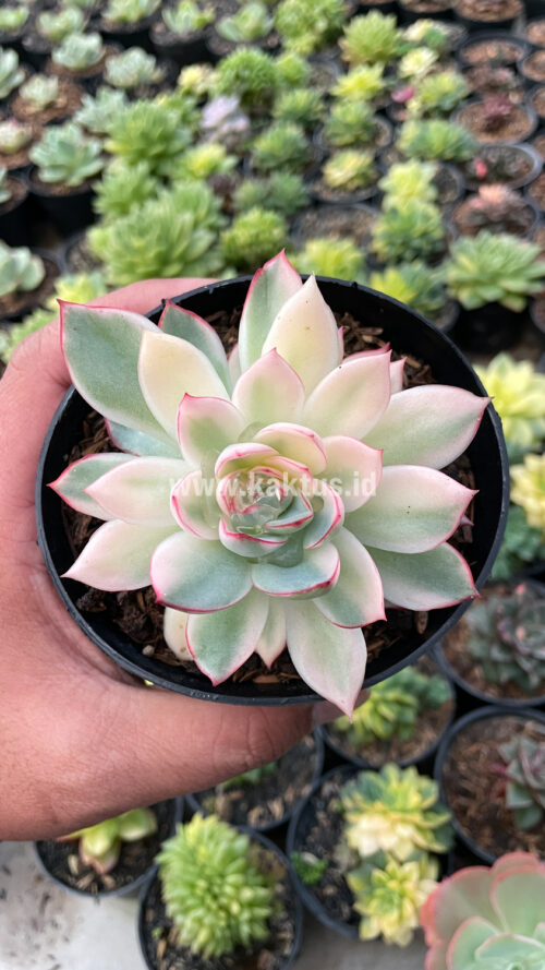 Echeveria Pulidonis White Variegated, real gallery image #14 plants. Picture taken directly from kaktus.id community Echeveria farmer green houses.