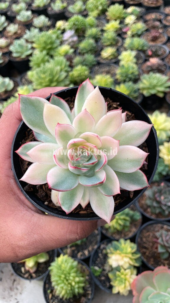 kaktus.id